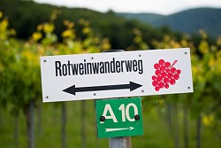 Rotweinwanderweg